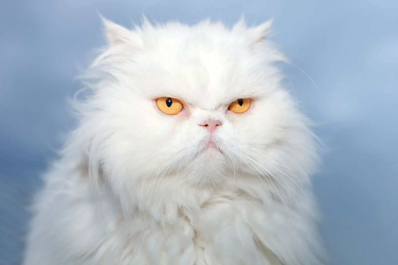 White Persian Cat