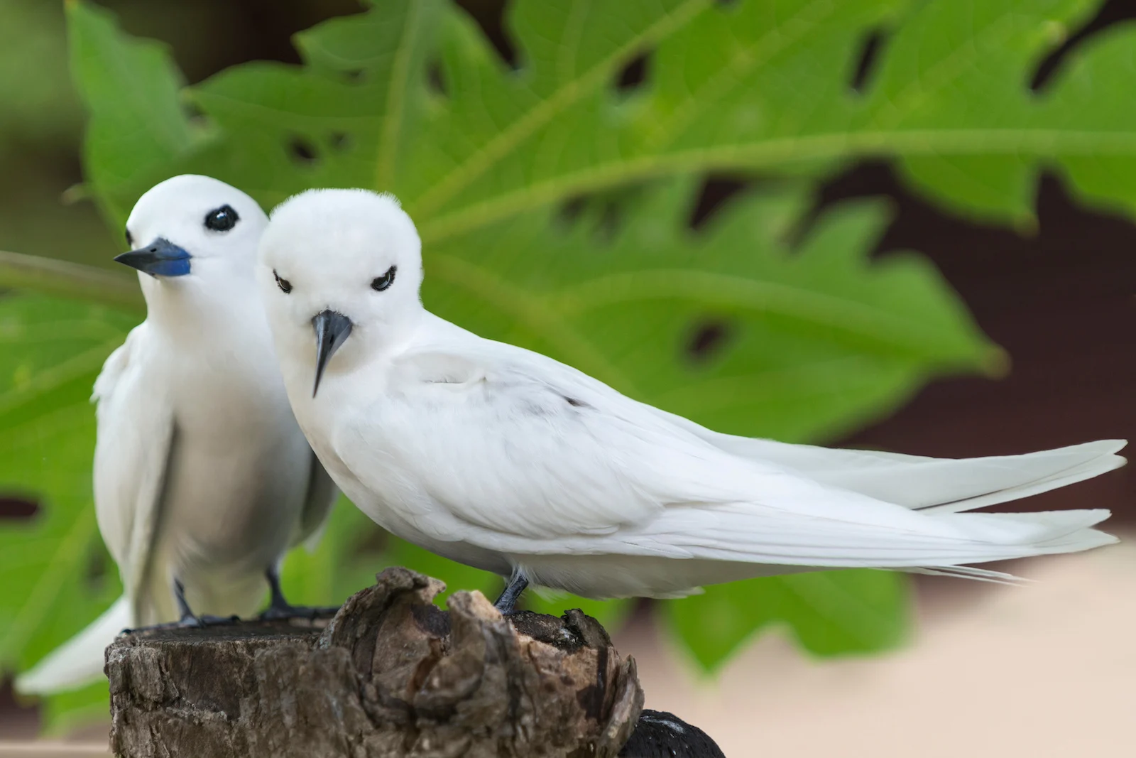 White Tern