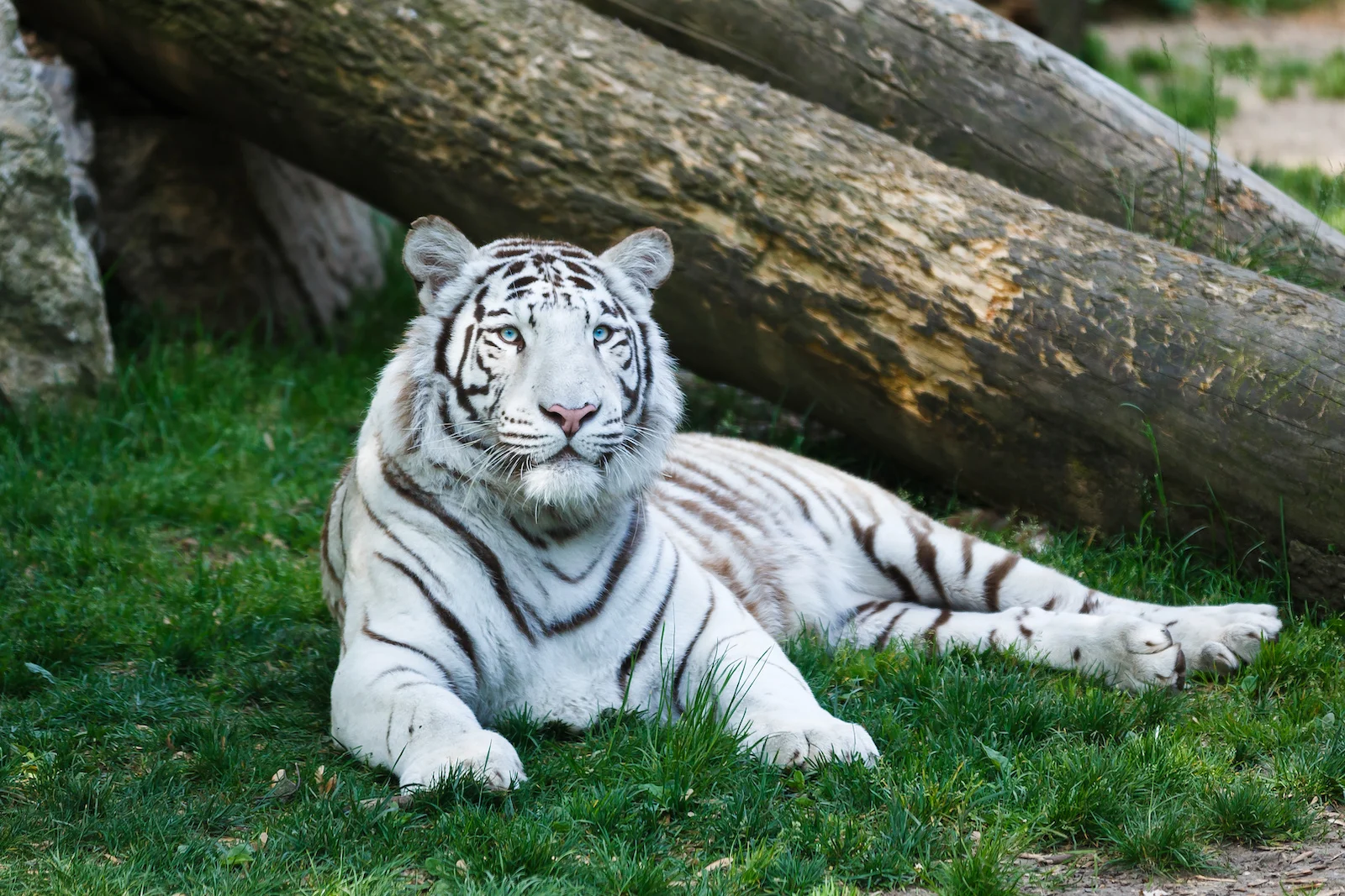 White Tiger