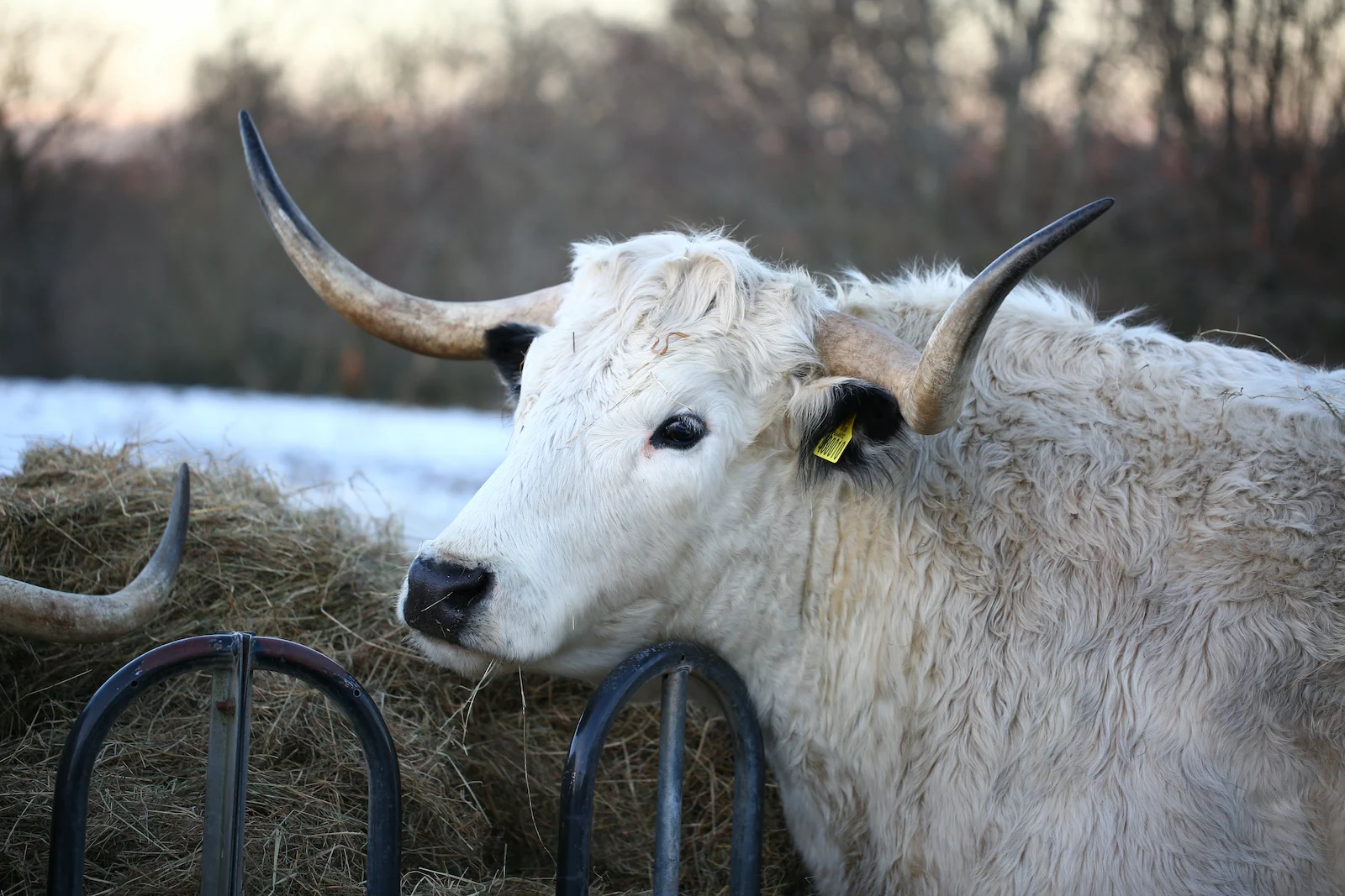 White park cattle 1