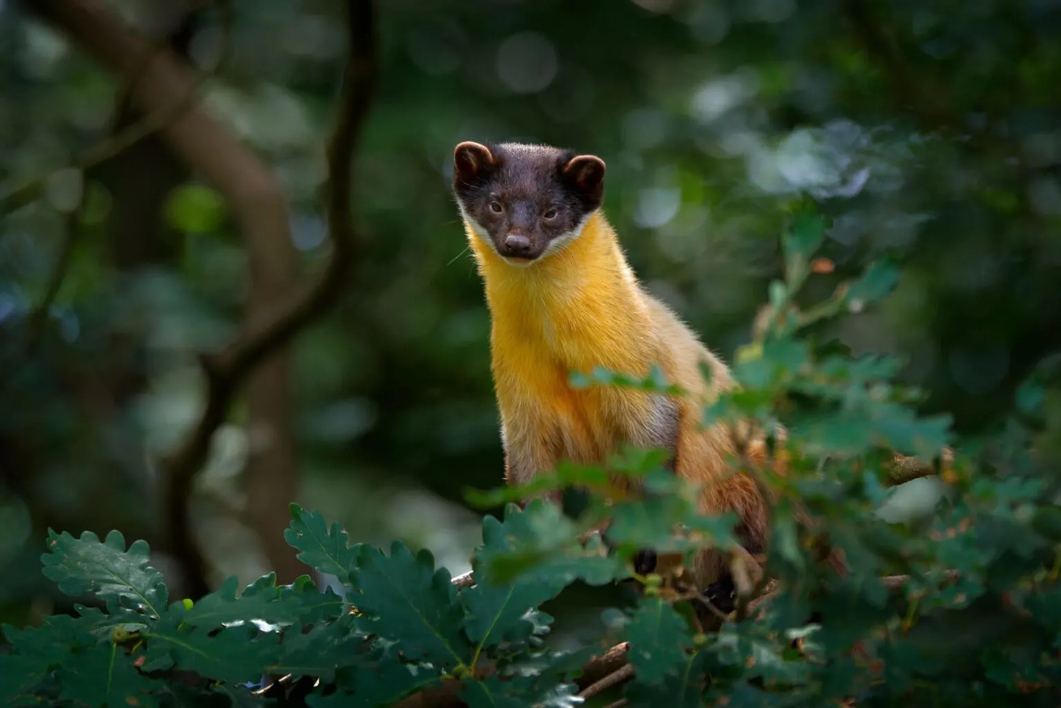 Yellow throated marten
