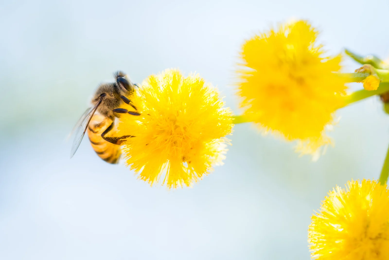 acacia blossoms with bee