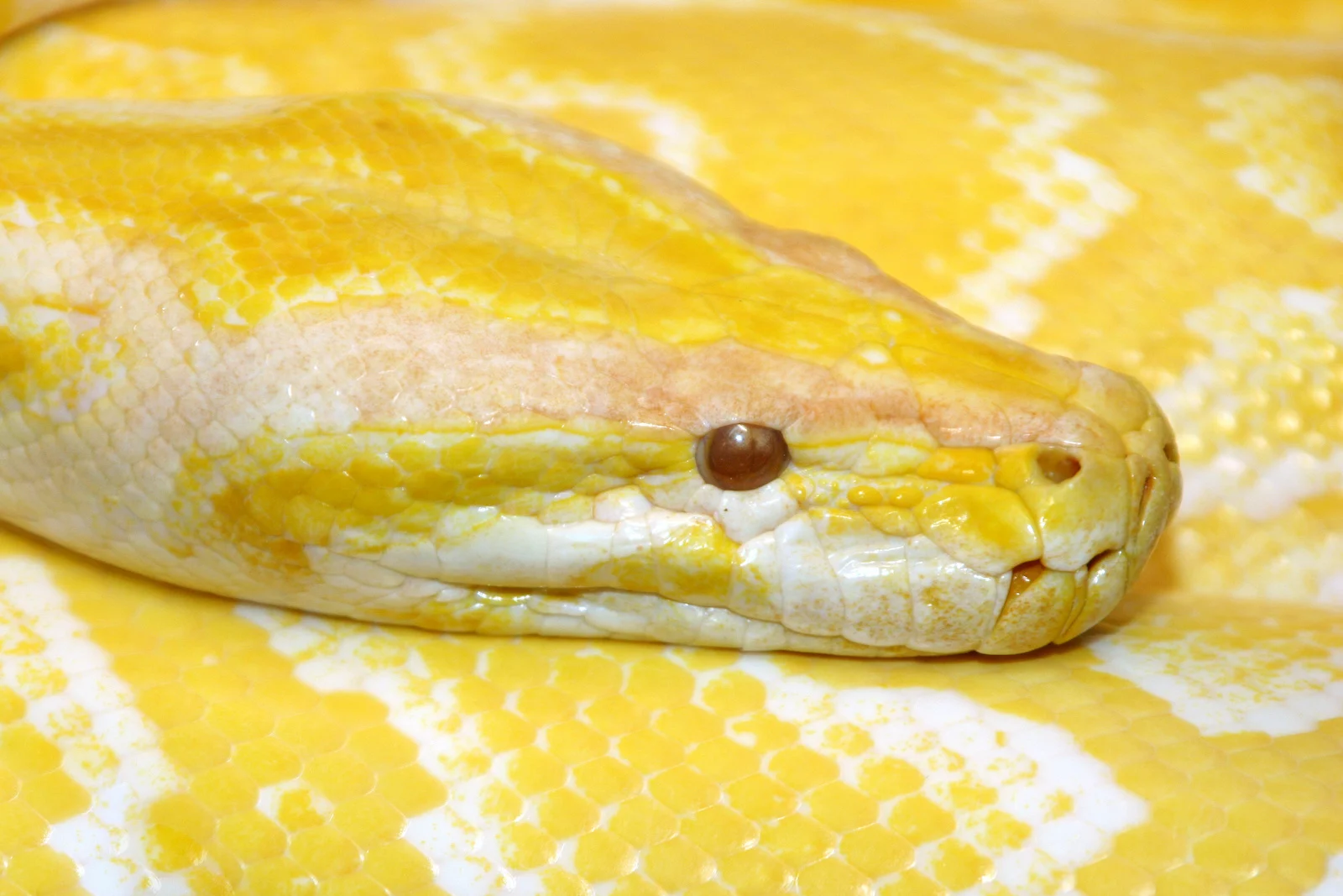 albino burmese python