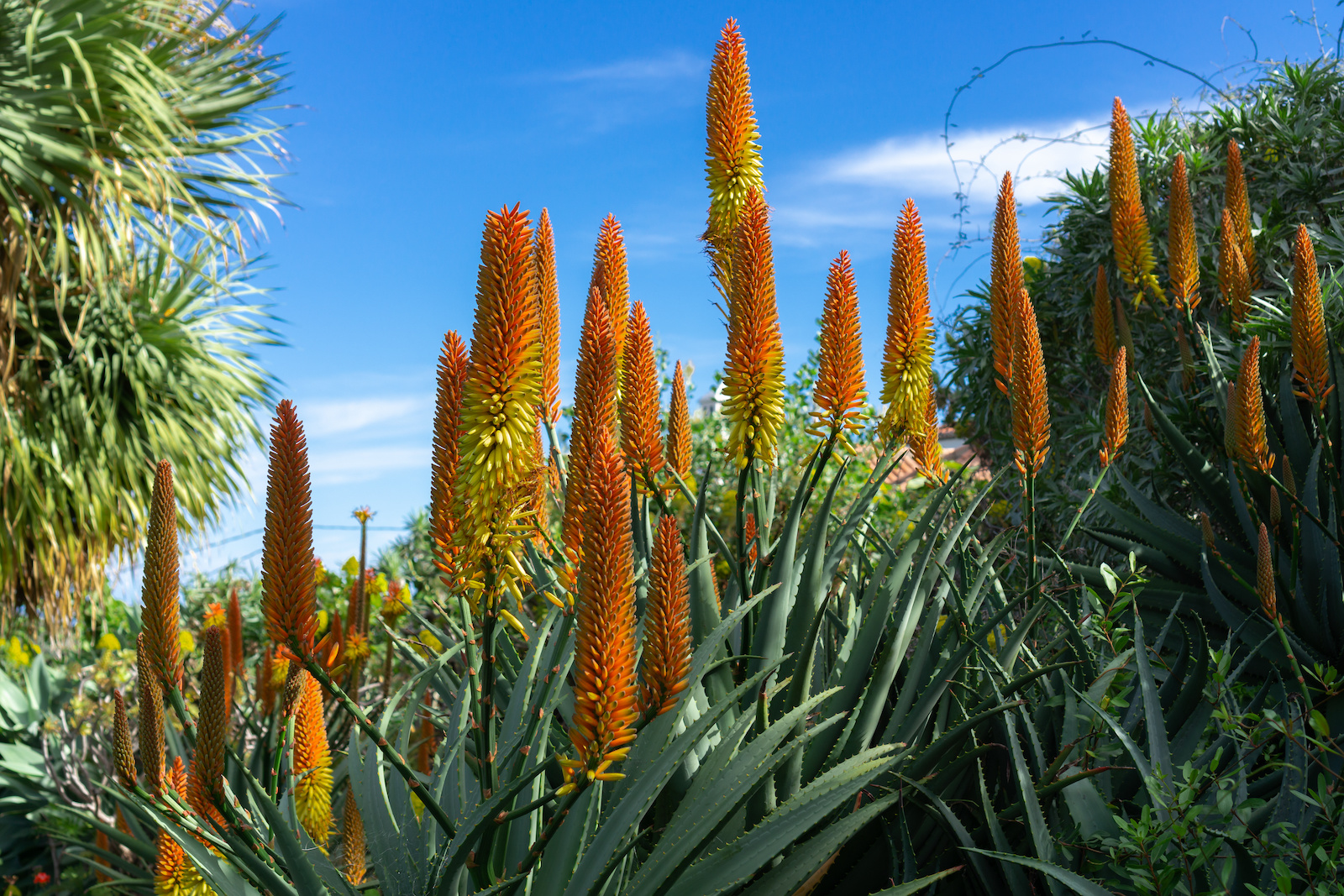 aloe blooms