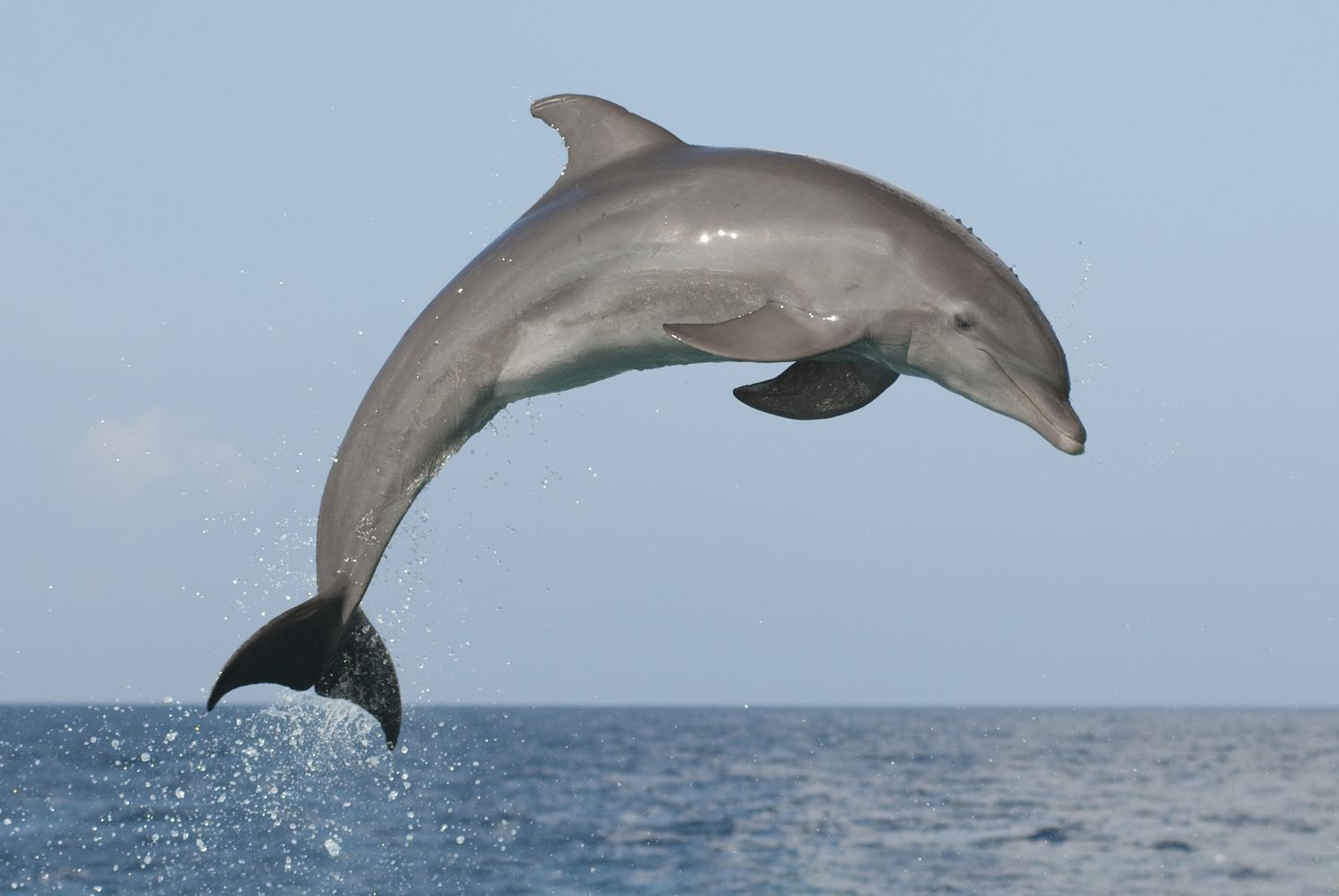 atlantic bottlenose dolphin jumping high during a dolphin training demonstration 154724035 59ce93949abed50011352530