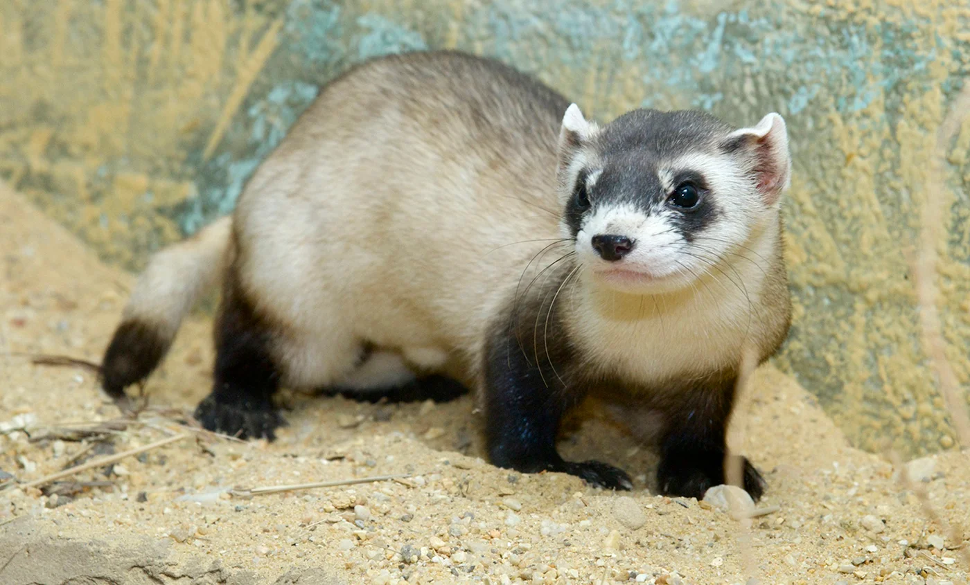 blackfootedferret 002