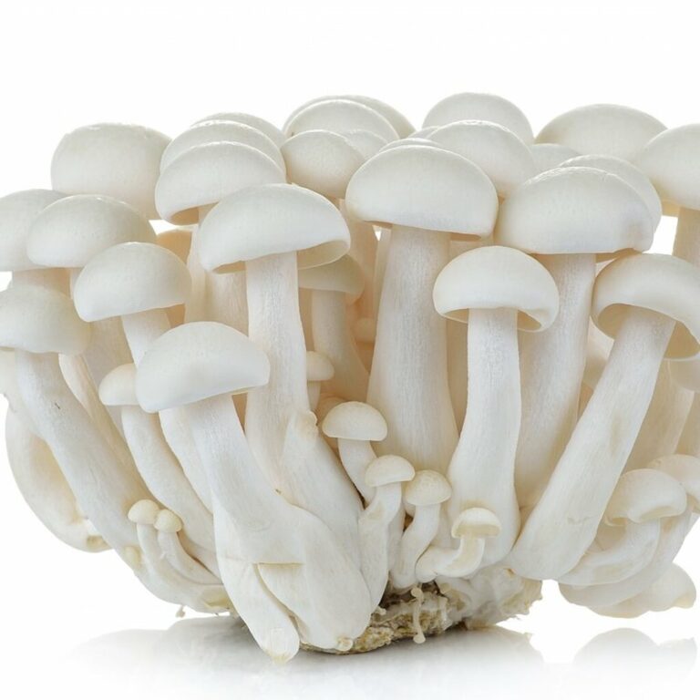 Shocking Secrets of White Items in Nature & Design!
