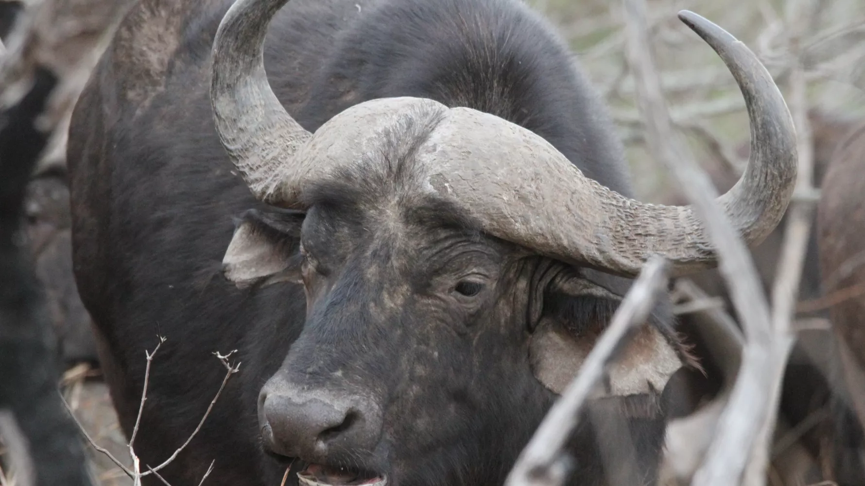 cape buffalo
