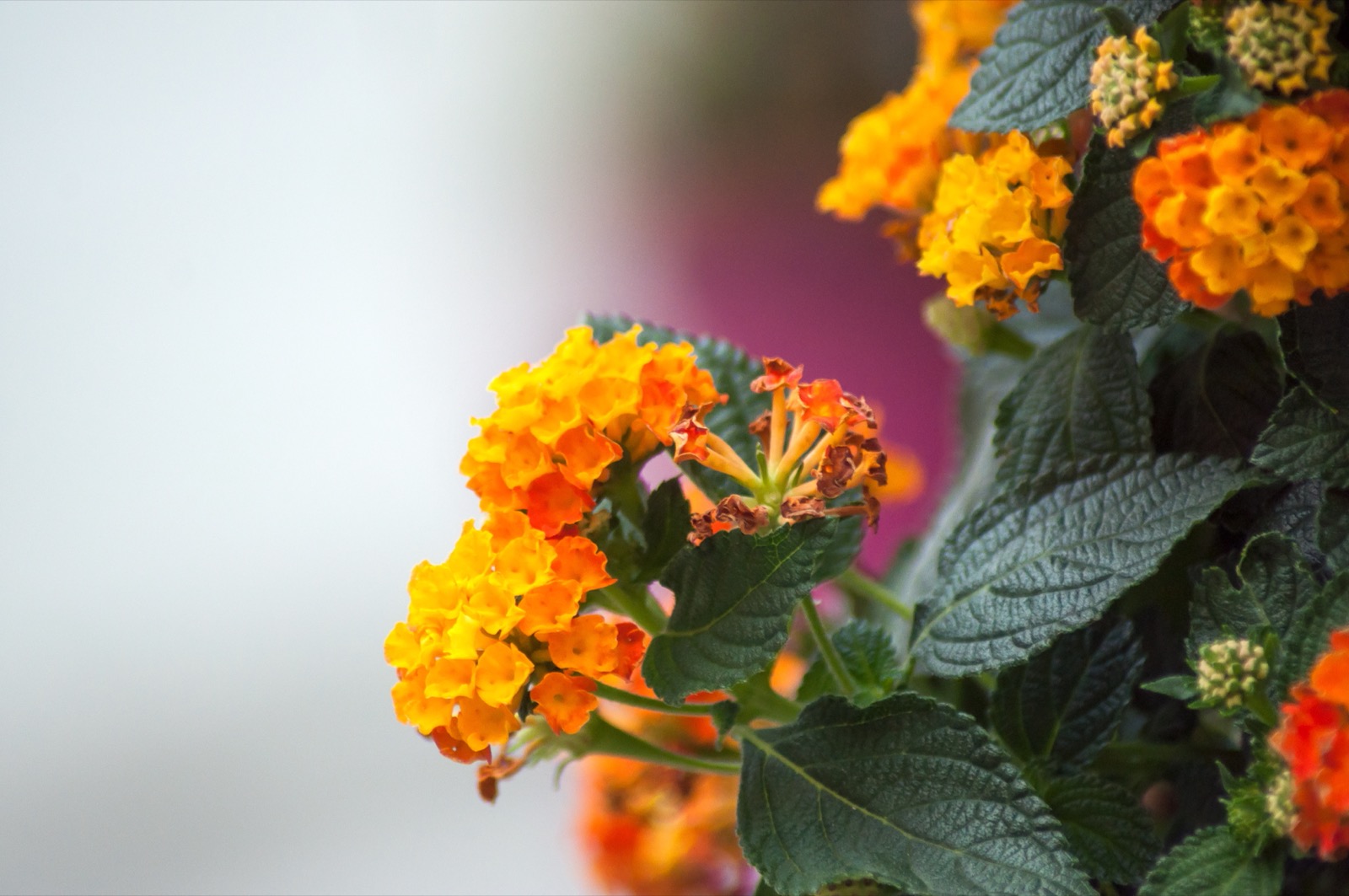 close up orange lantana urban park