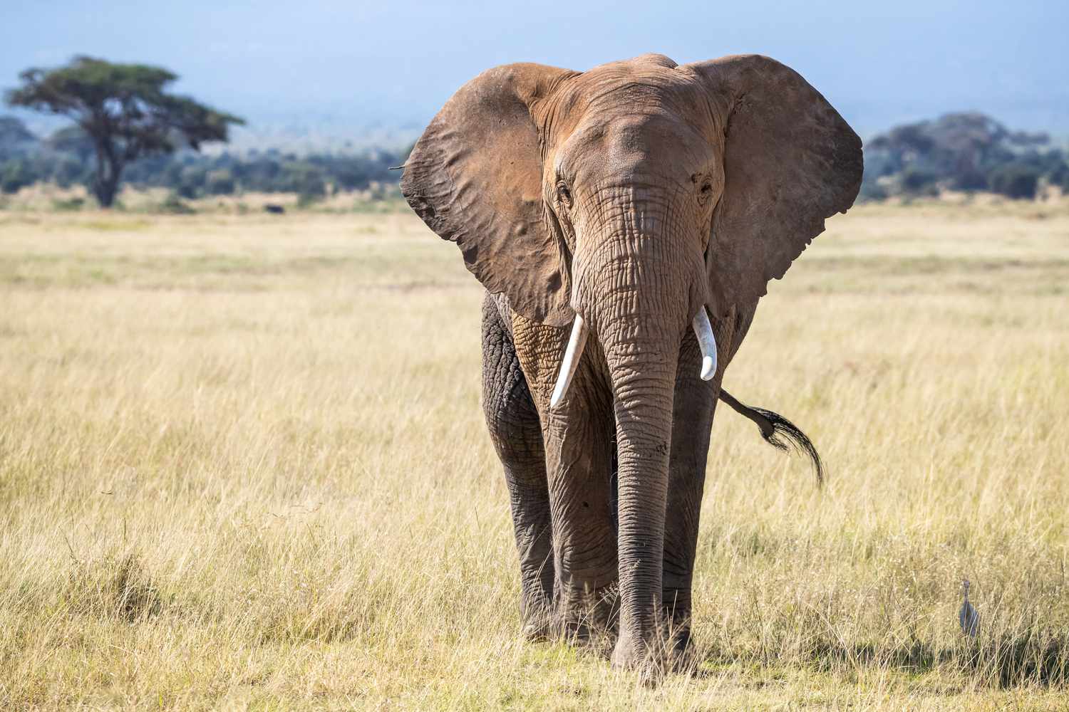 front view of a bull elephant in the grasslands of amboseli national park 1219745751 08f3add138514ad091e82e29a11546cc