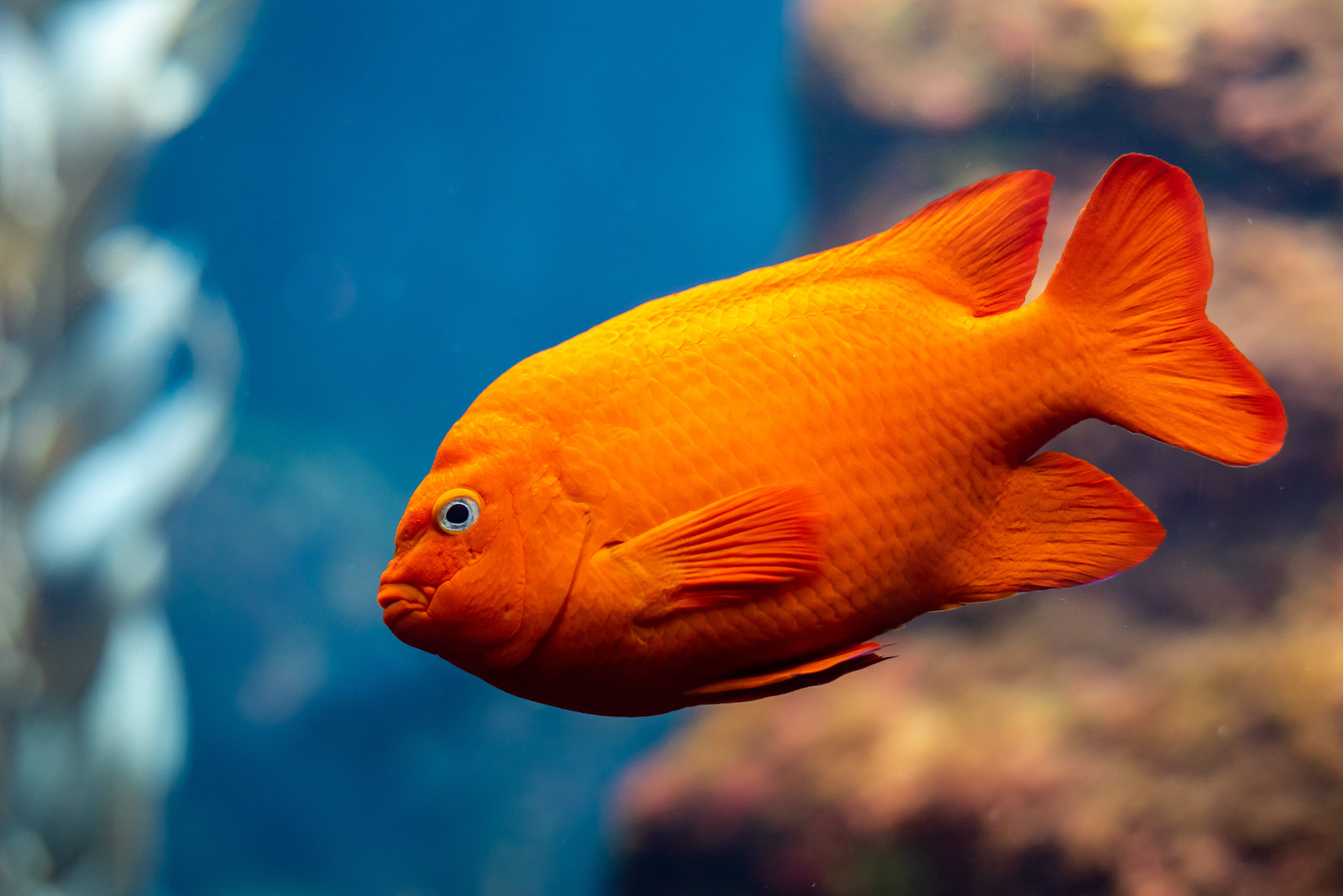 garibaldi fish