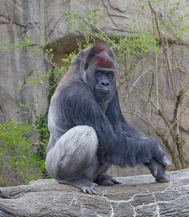 gorilla