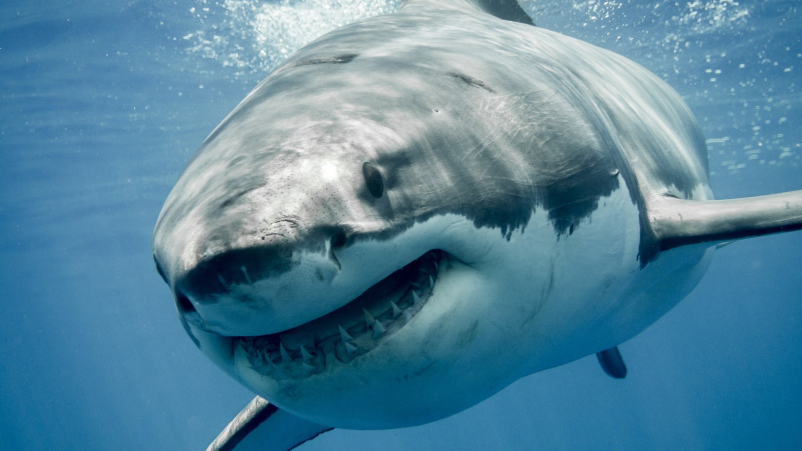 great white shark