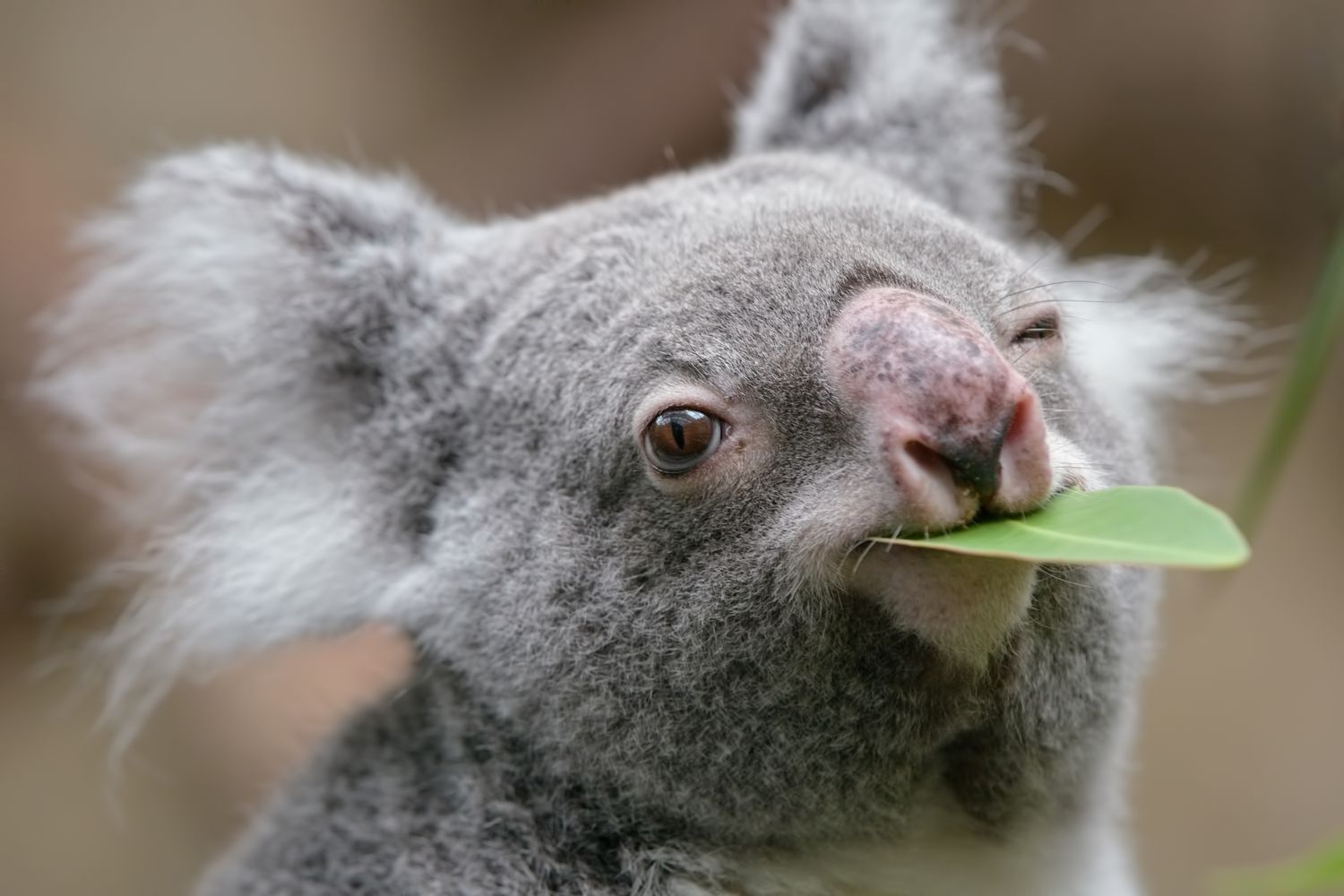 koala eating eucalyptus leaf 01 50a9658ce88742b2ba4b467944093d31
