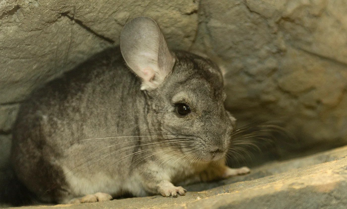 longtailedchinchilla 003