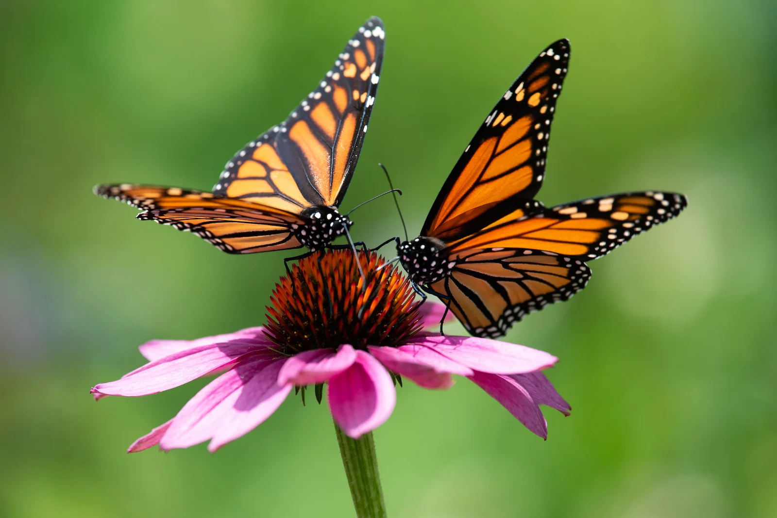 monarch butterflies 1
