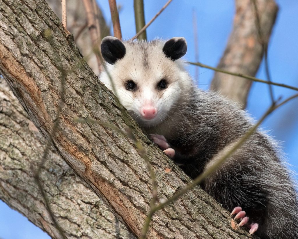 opossum 3933041 1920 1024x821 1