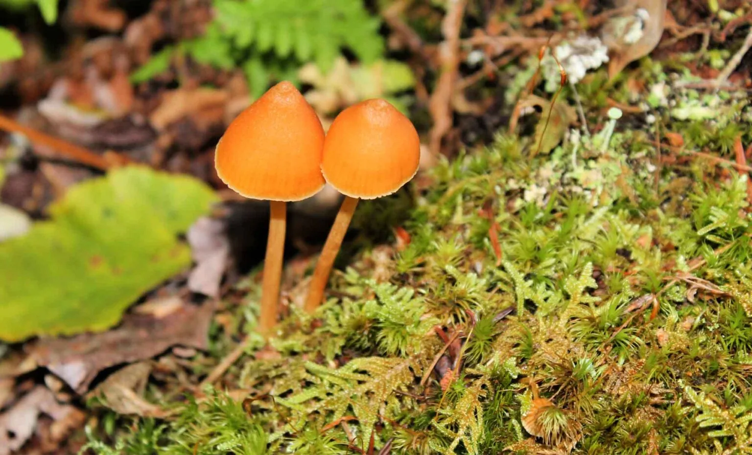 orange Entoloma Quadratum mushroom