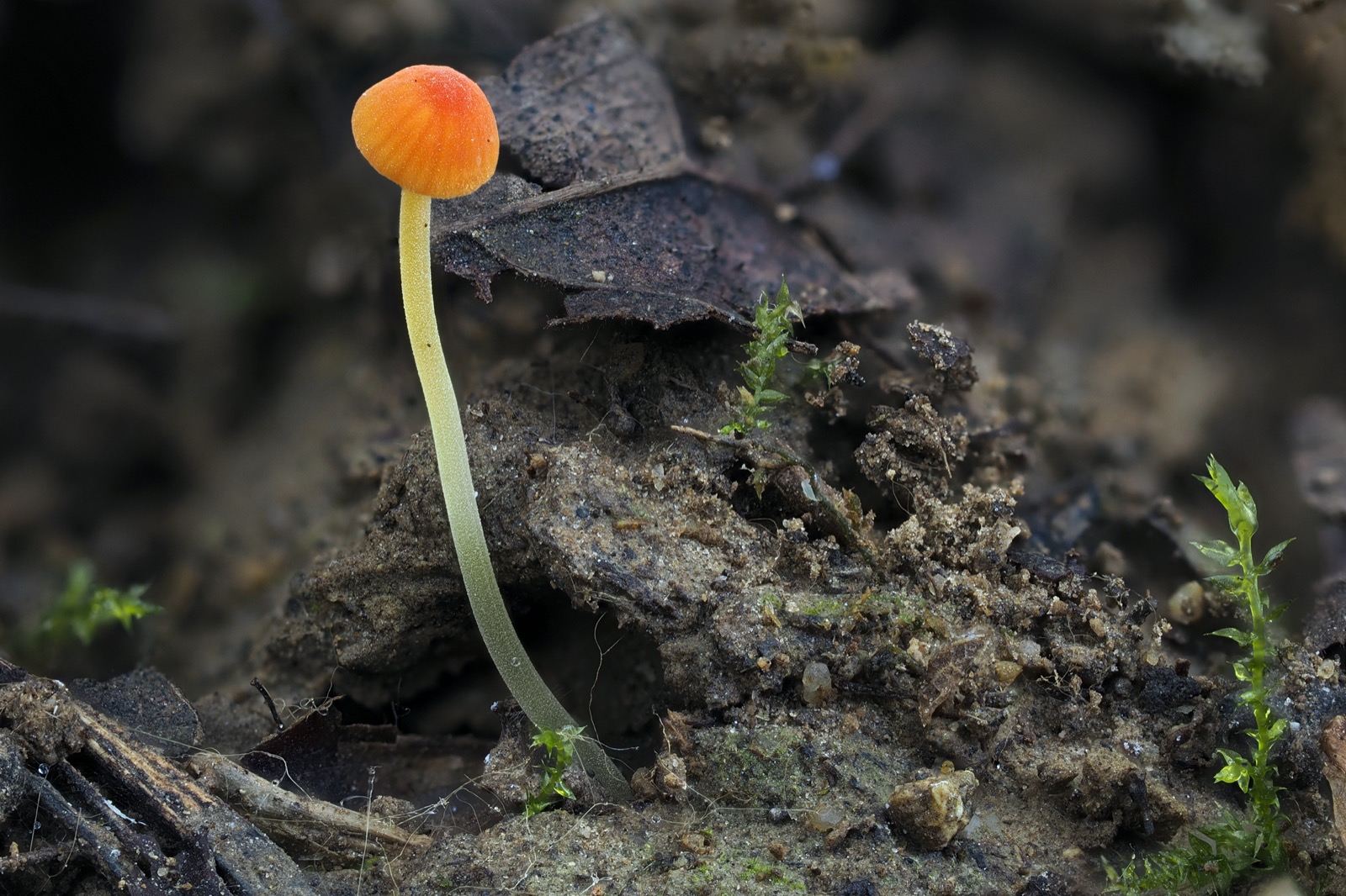 orange bonnet mushroom mycena acicula