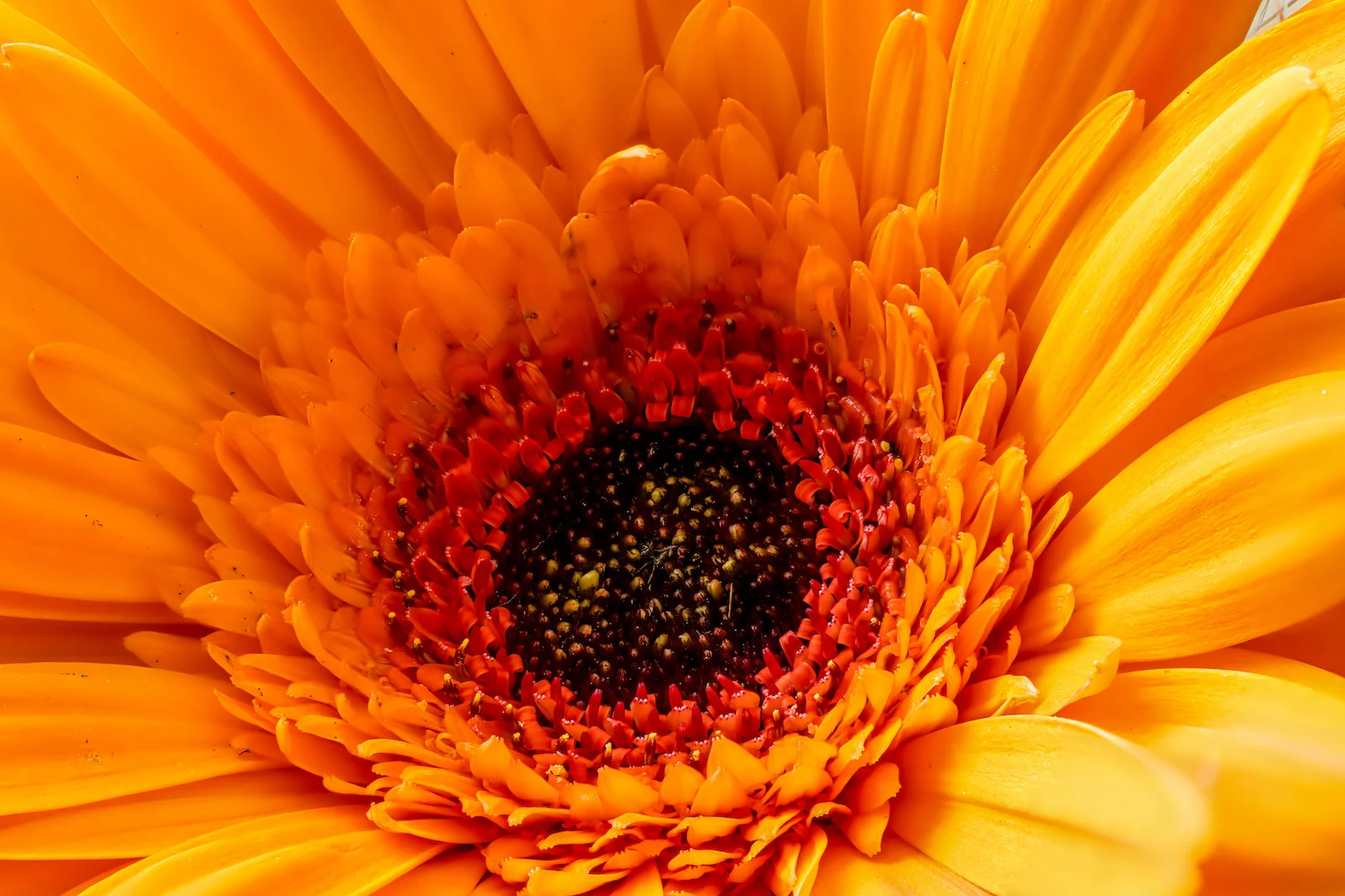 orange gerbera daisy