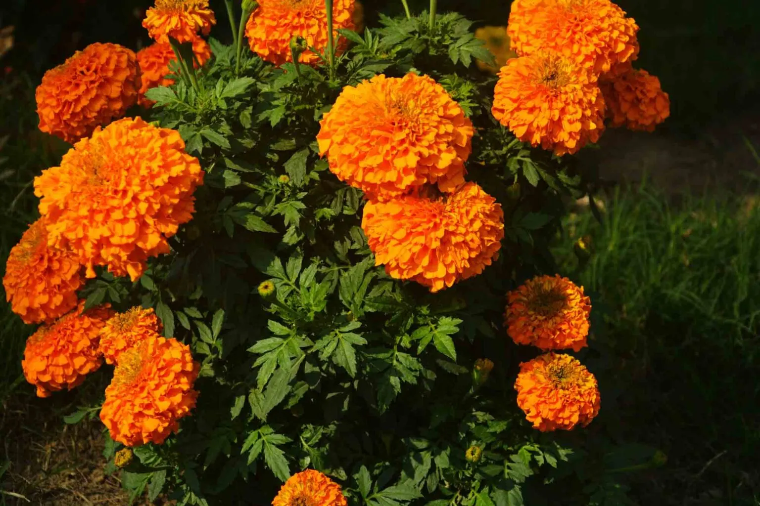 orange marigold flowers