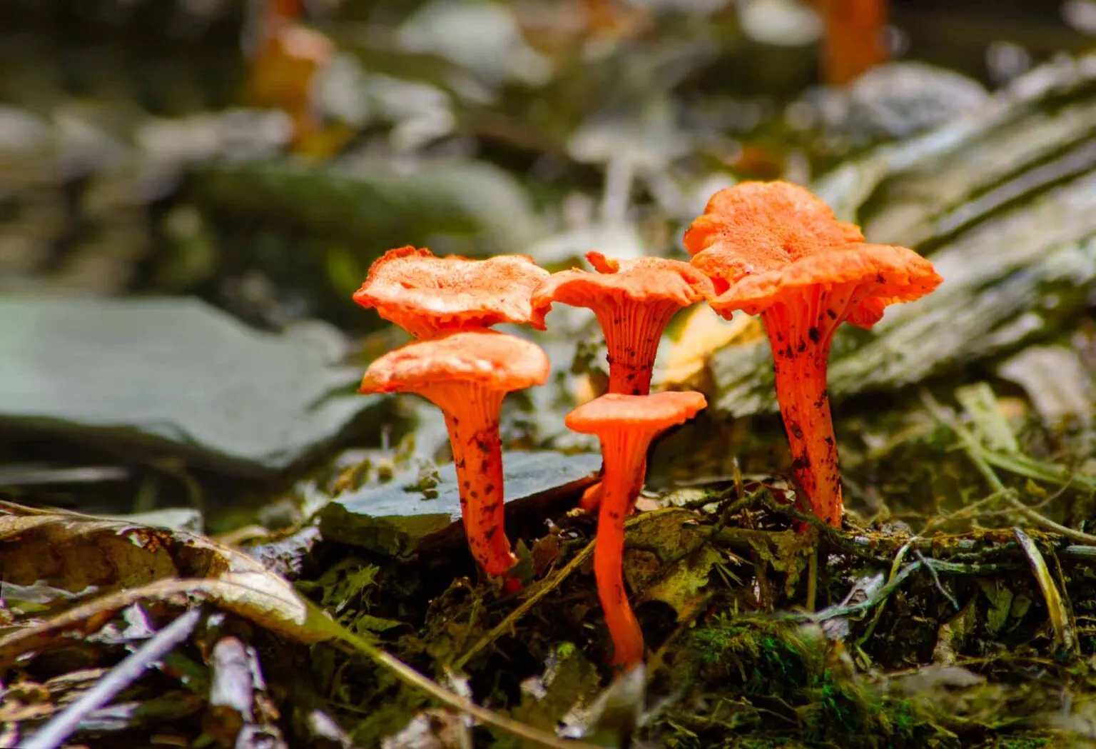 orange mushrooms Cantharellus Cinnabarinus