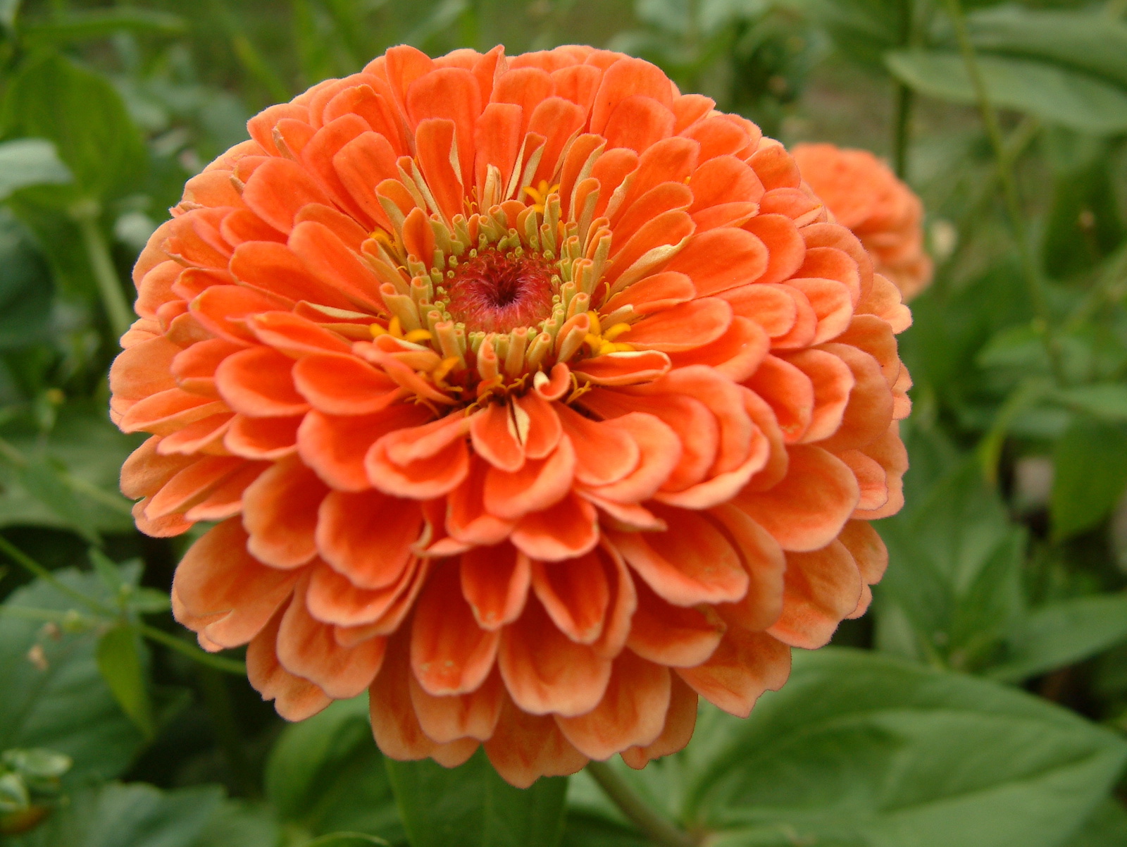 orange zinnia