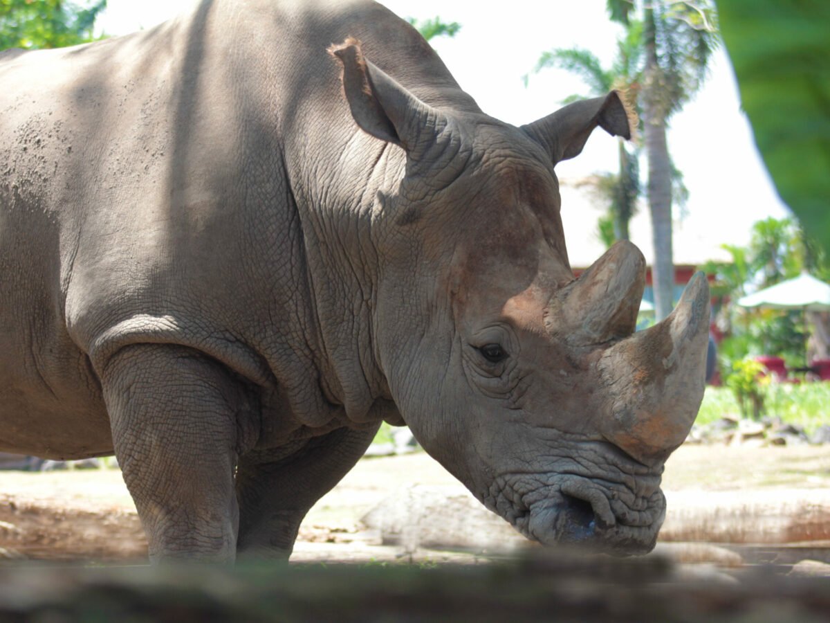 rhinoceros