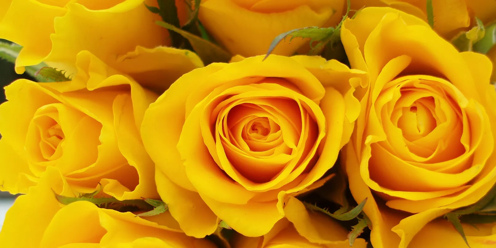 roses yellow flowers bunch