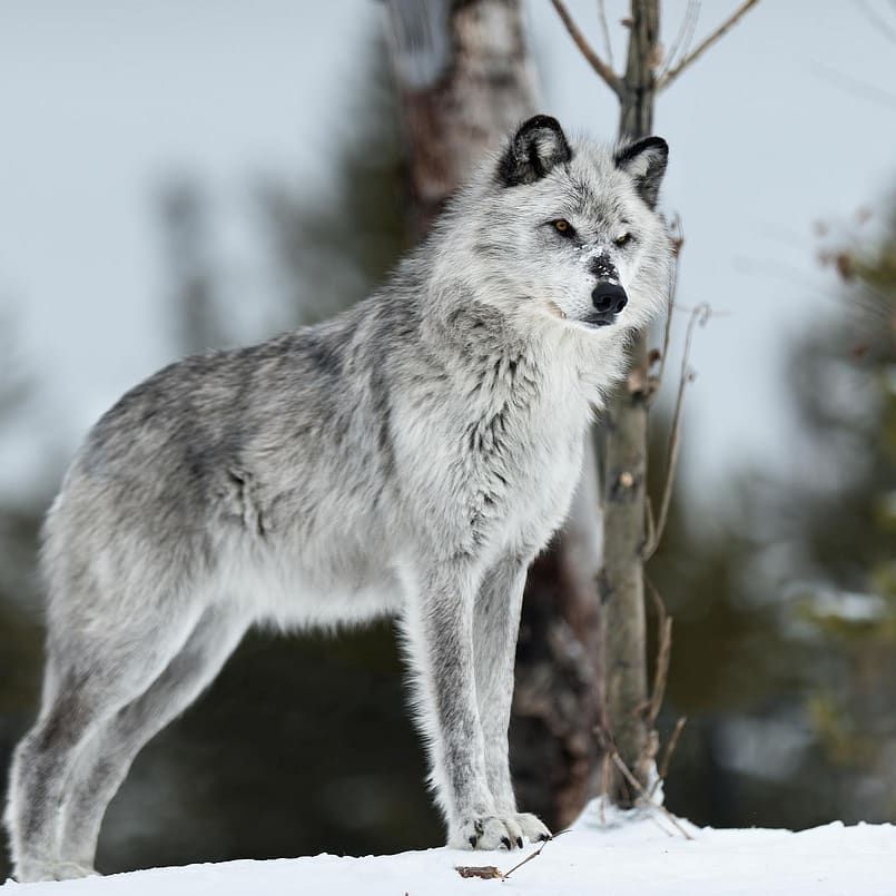 tundra wolf