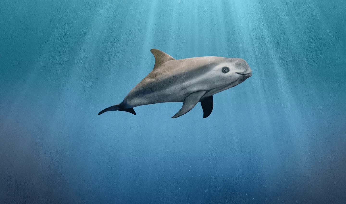 vaquita