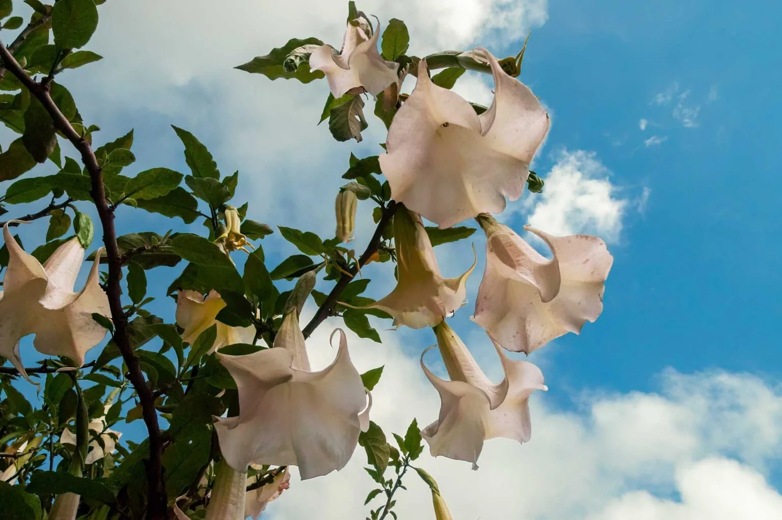 white angel trumpet flower