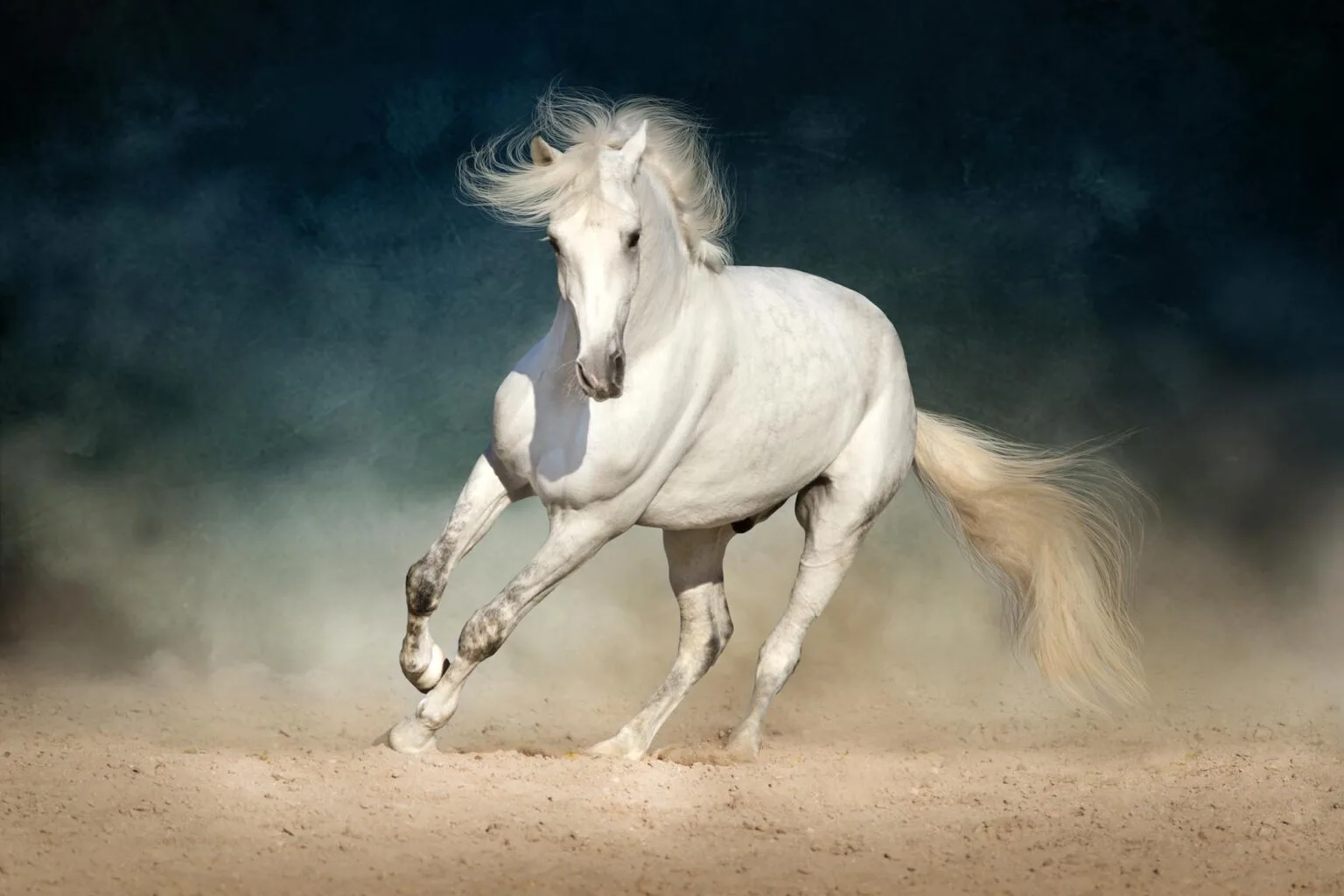 white horse running animal