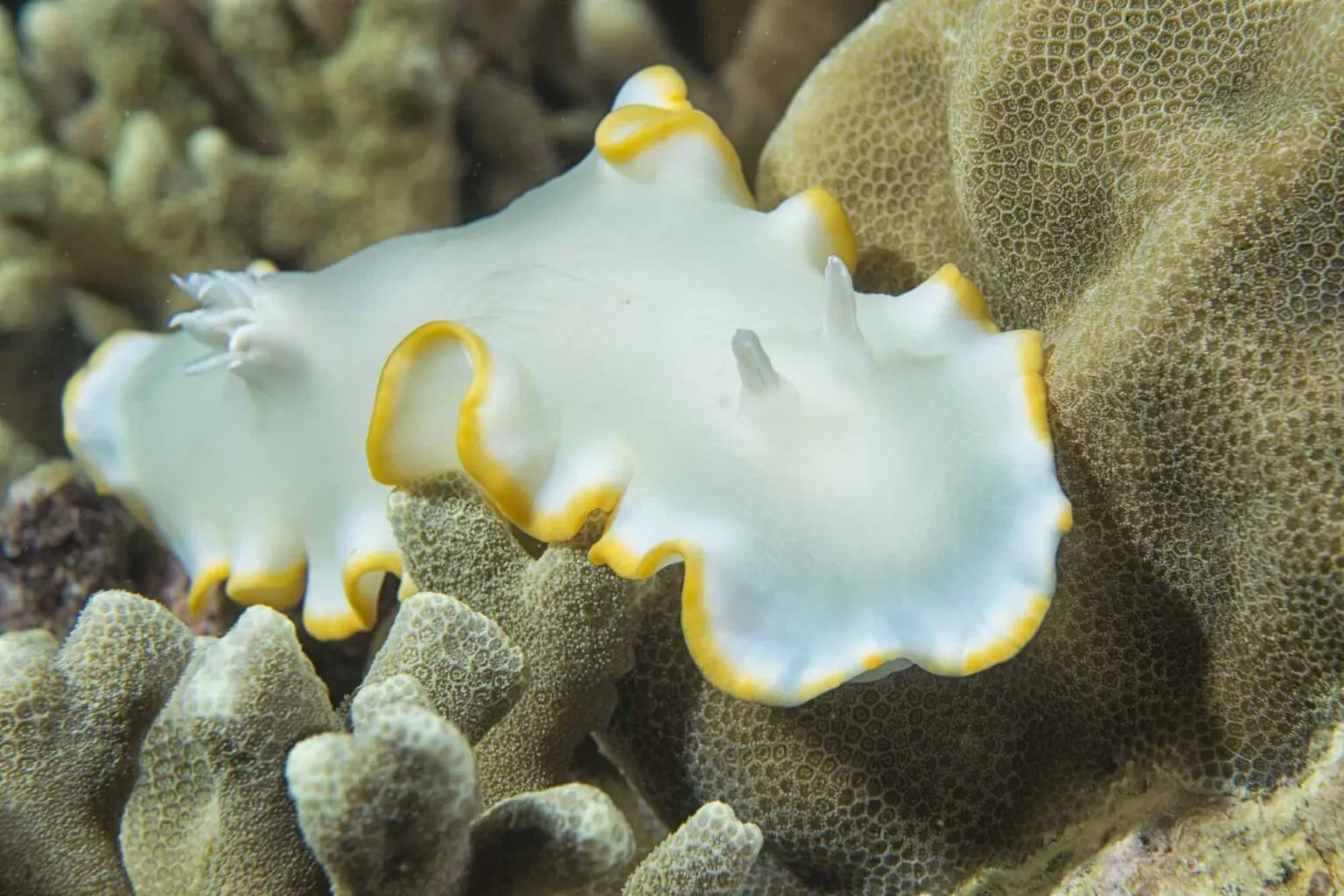 white nudibranch animal