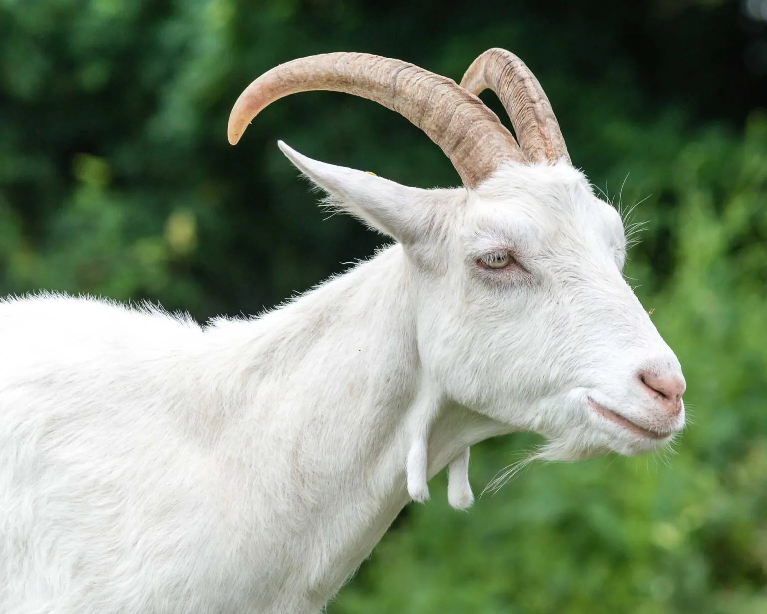 white saanen goat animal
