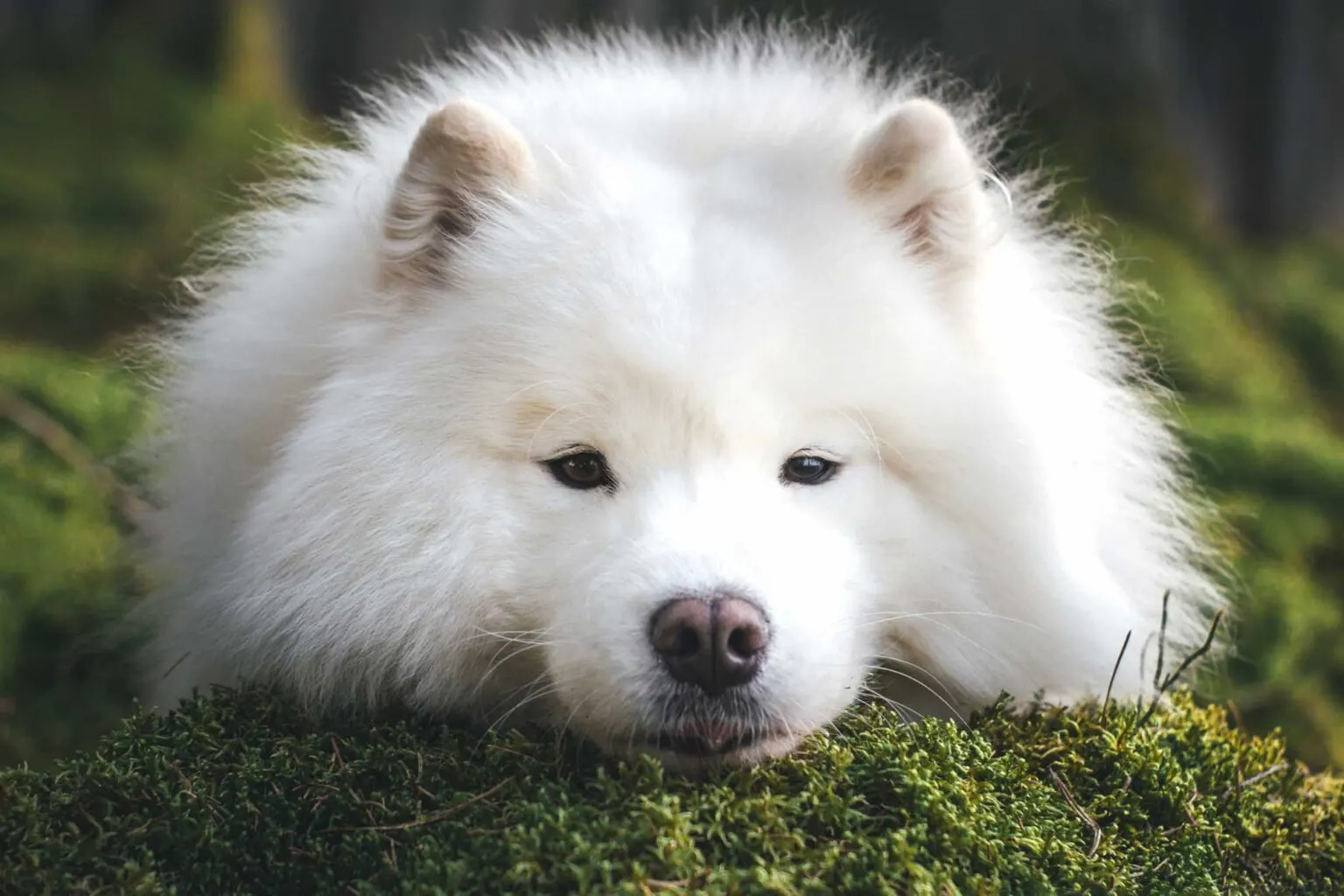 white samoyed dog animal