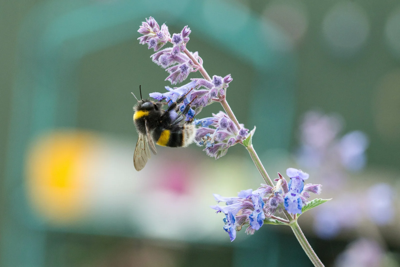 white tailed bumblebee