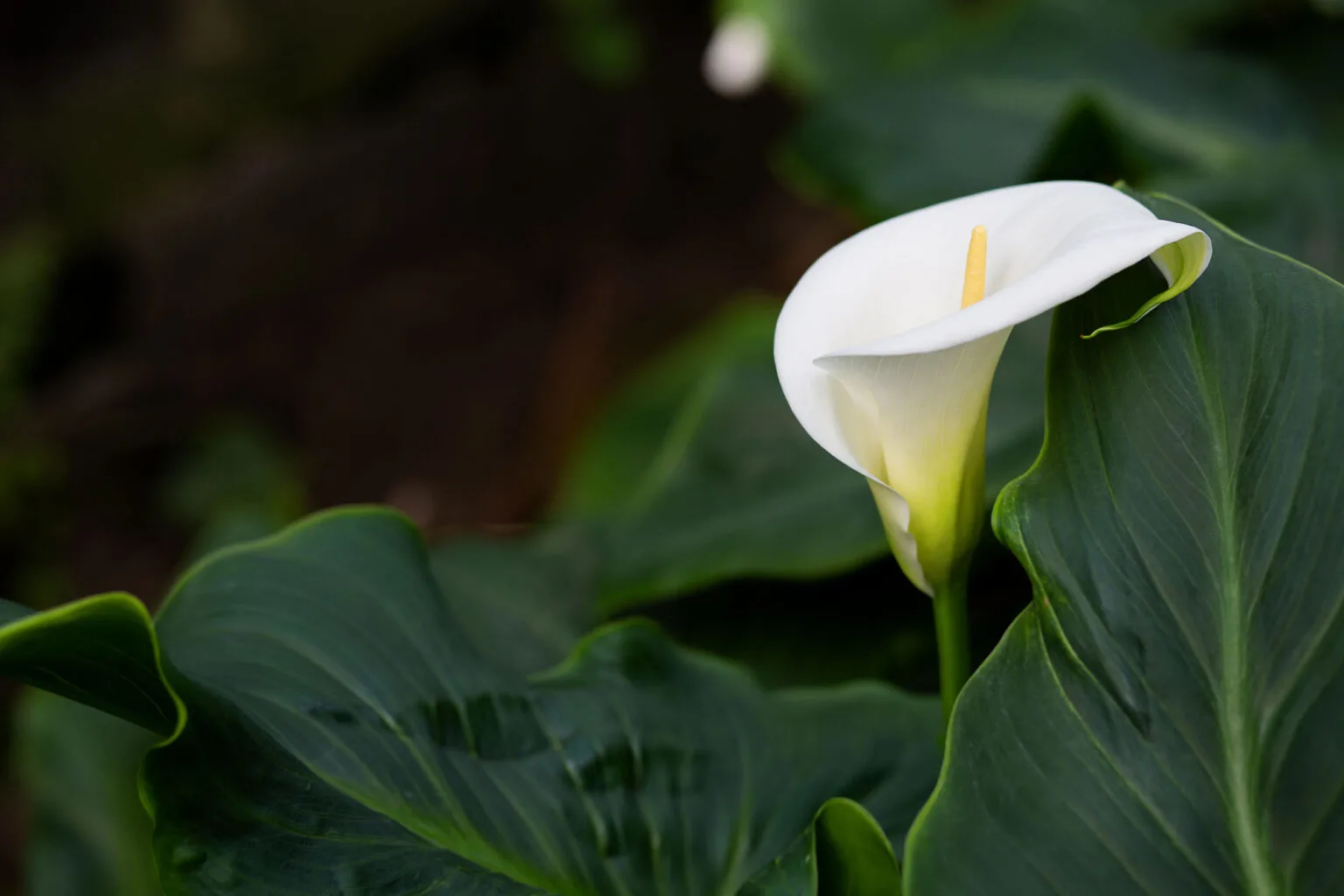white white calla lily flower