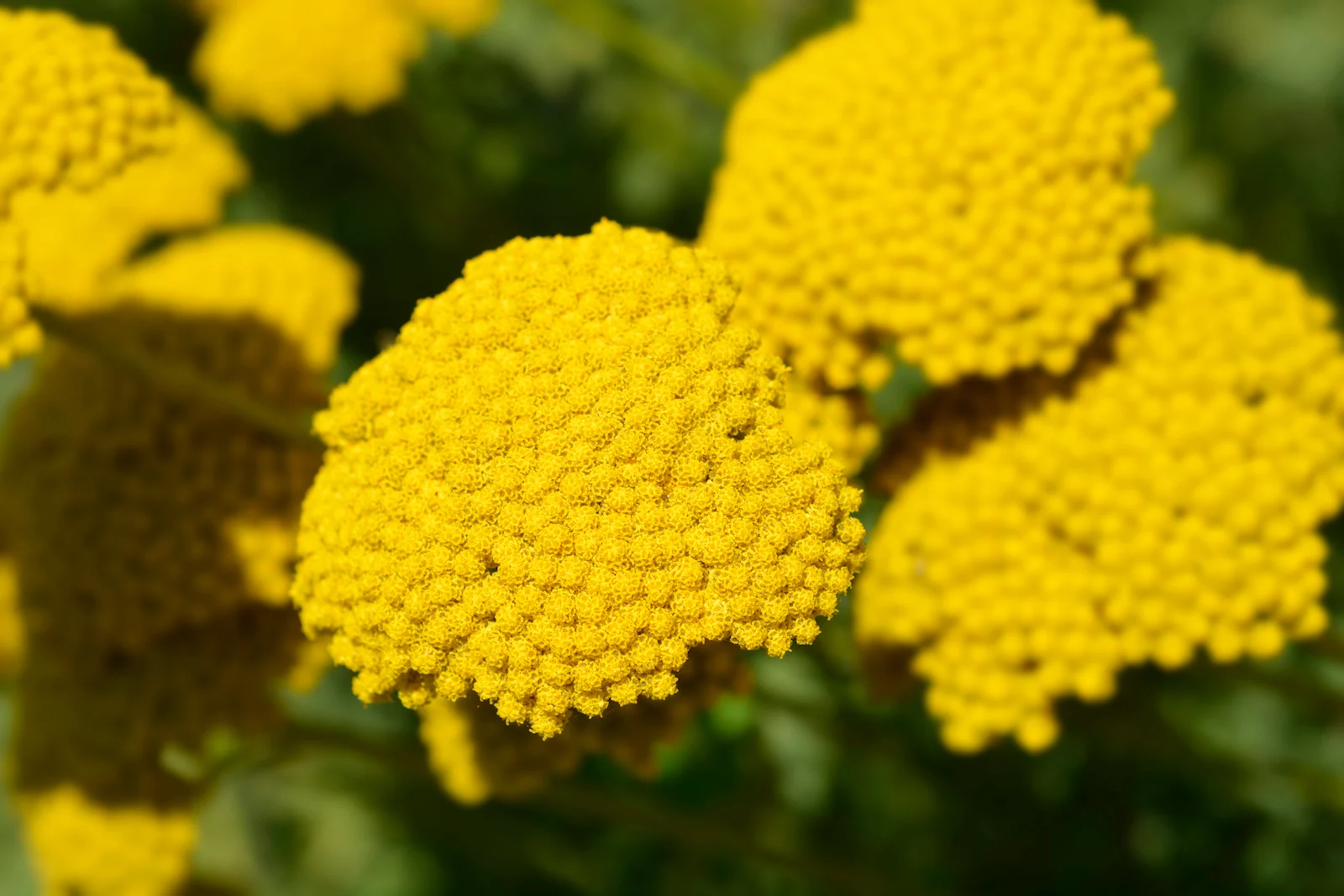 yarrow blossoms