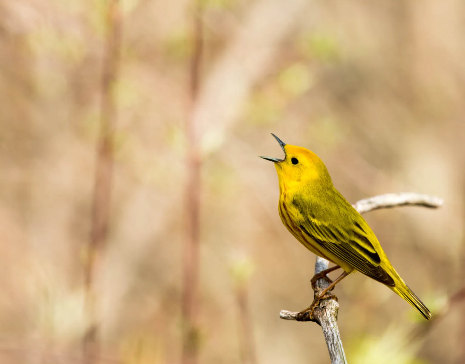 yellow American Warbler bird
