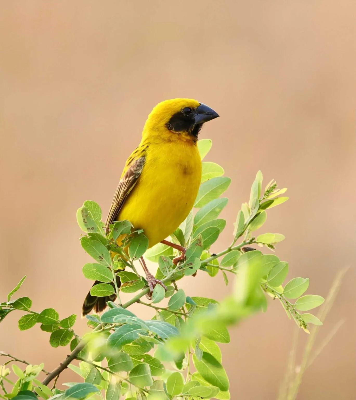 yellow Asian golden weaver bird