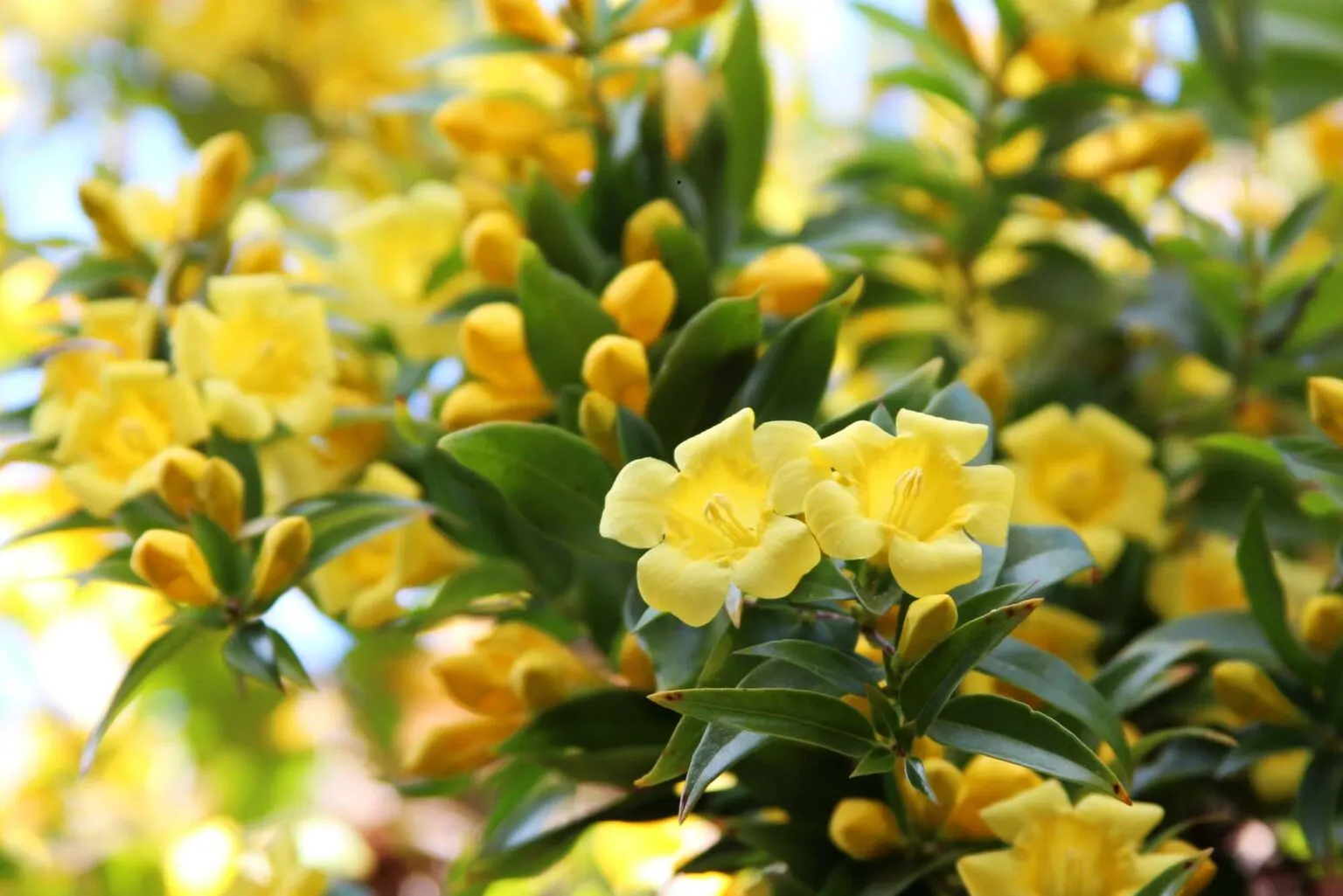 yellow Carolina Jessamine flower