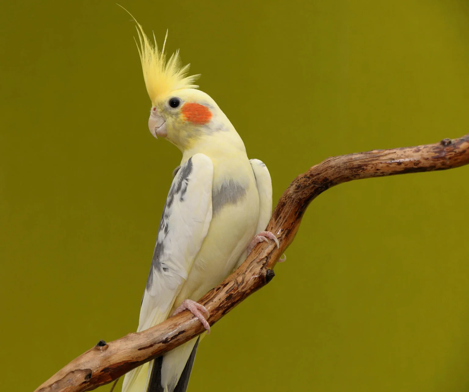 yellow Cockatiel bird