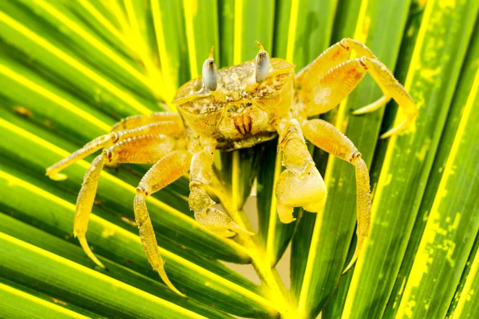 yellow Ghost Crab 2