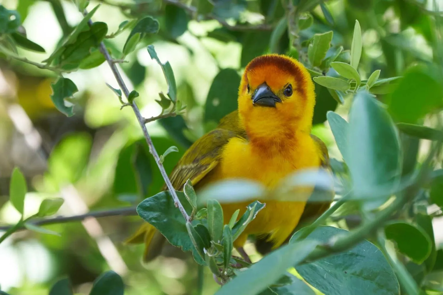 yellow Golden palm weaver bird