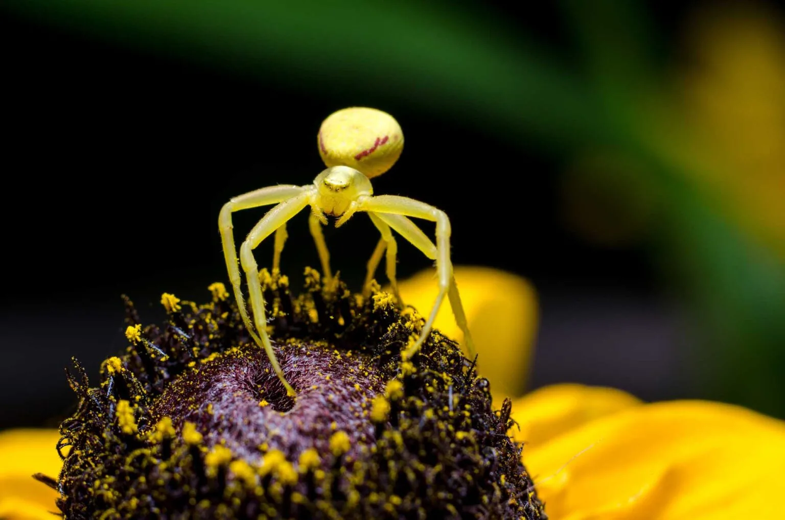 yellow Goldenrod crab spider