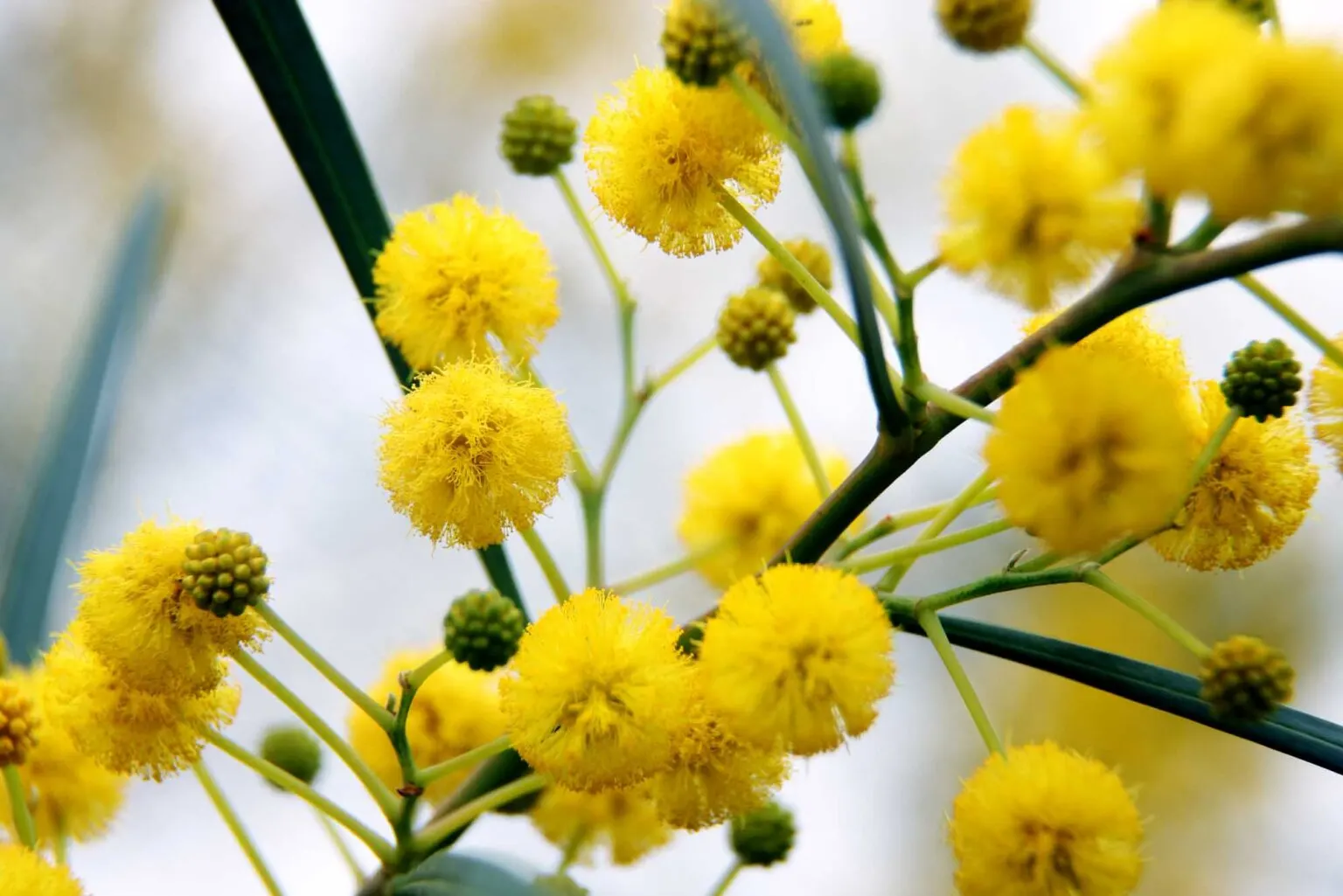 yellow acacia flower