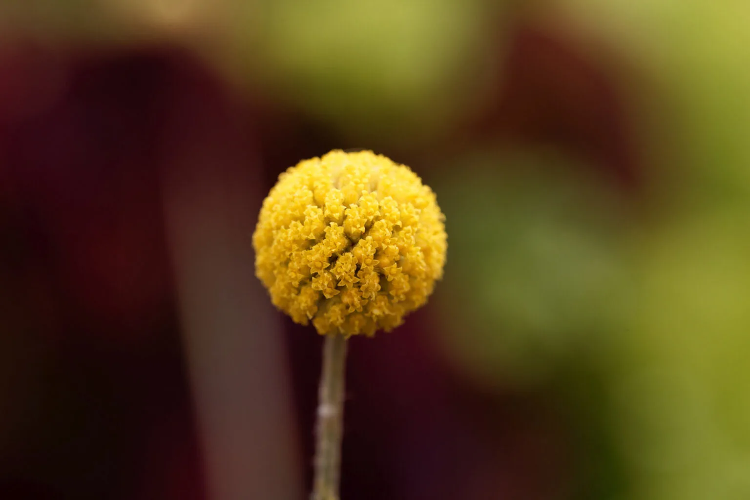 yellow craspedia flower