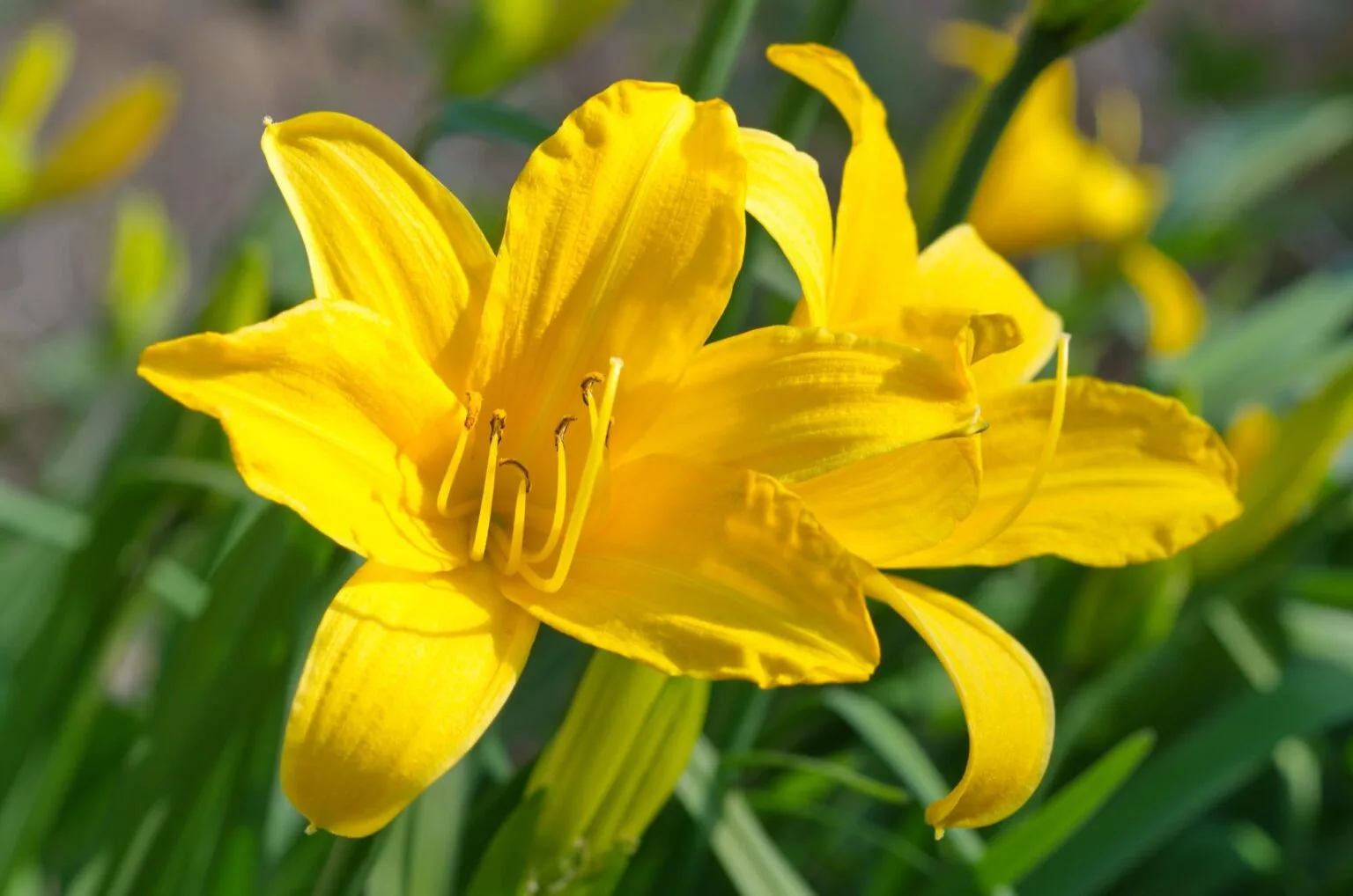yellow daylily flower