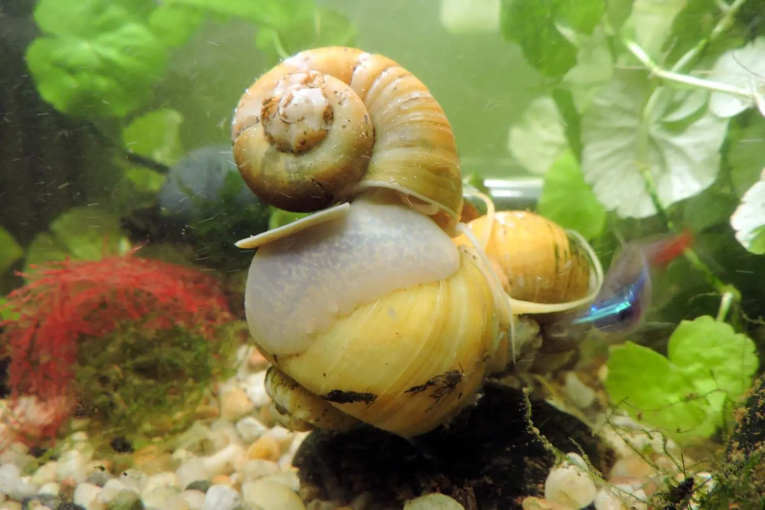 yellow golden apple snails